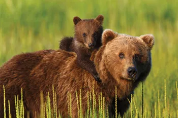 Grizzly bear cub climbing on his mom's back