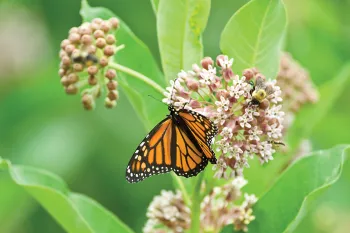 Monarch butterfly in flowers