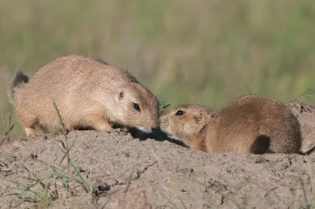 prairie dogs bumping noses