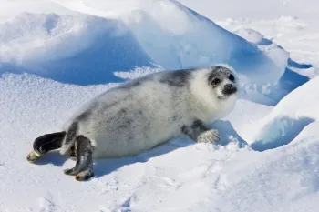 Ten-day-old harp seal pup fur starting to turn black, Iles de la Madeleine, Quebec, Canada.