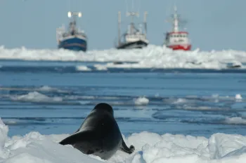 Young harp seal facing sealing vessels as Canada's seal hunt approaches.