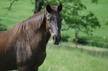 Horse at Duchess Sanctuary
