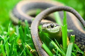 snake