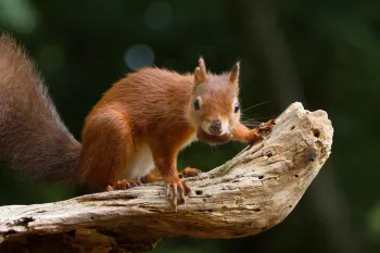 Brown squirrel with a nut in its mouth, standing on a tree limb