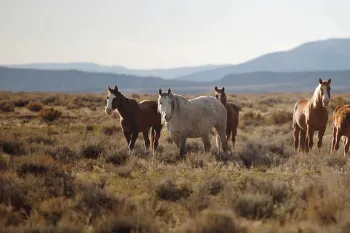 Band of wild horses