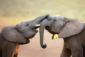 elephants being affectionate with each other