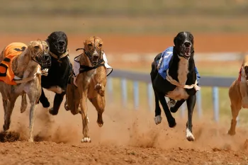 Greyhounds racing