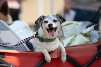Happy dog in a wagon