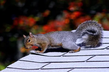 Squirrel on the roof