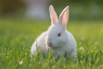 White rabbit in the grass