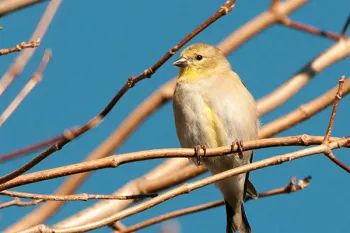 Bird in wildlife habitat protected by WLT