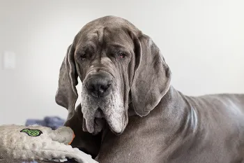 Wanda, a rescued great dane, sitting on the bed in her new home