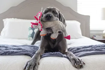 Wanda, a rescued great dane, playing with a toy on her adopters bed.