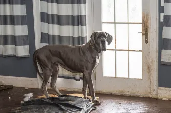 A dog stands near a door, waiting to be rescued