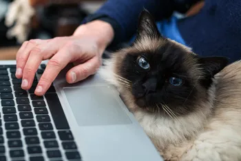 Cat sitting on woman's lap as she works on her laptop