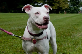 Happy white dog on a leash in the backyard.