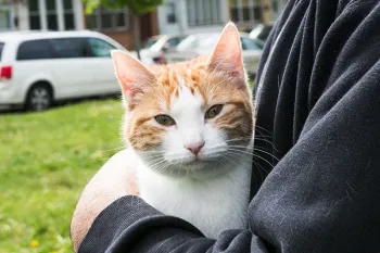 Cat at Pets for Life Event