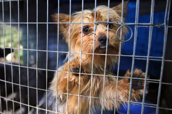 Dogs suffering in a filthy cage outside at a puppy mill in Mississippi. 