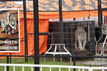 White tiger in a cage at a traveling circus