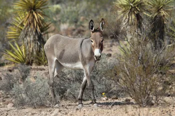 Wild burro in Arizona