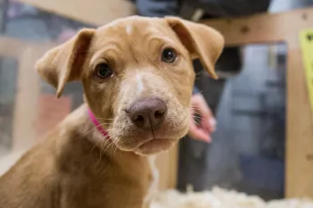 Puppy at a puppy-friendly pet store
