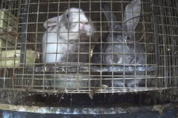 Rabbits in filthy indoor cages