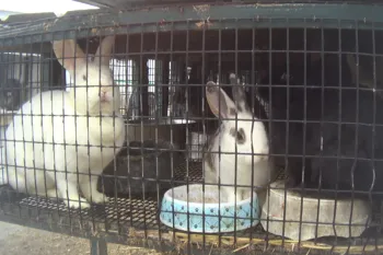 Rabbits in overcrowded outdoor hutch