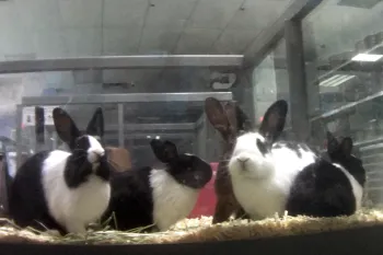 Petland rabbits on display