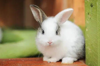 Rabbit 