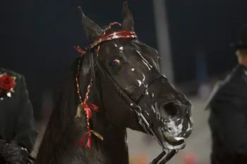 Tennessee Walking Horse Tennessee walking horse