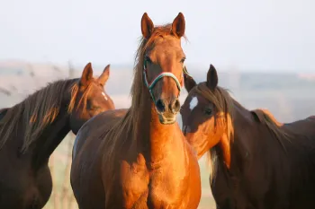 Horses in a field