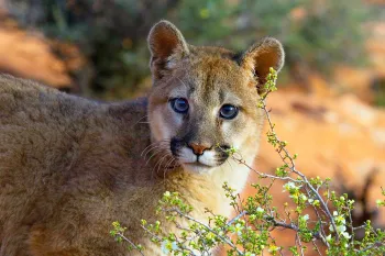 Mountain lion in the wild