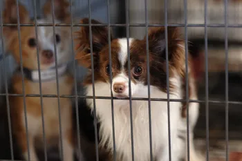 Two dogs suffering on a puppy mill farm