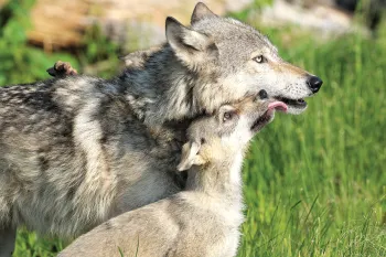 Young wolf licking his mom