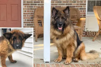 Before and after photos of Cinder, a German shepherd rescued from a puppy mill