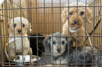 Dogs in a cage before being rescued from a Tennessee Puppy Mill