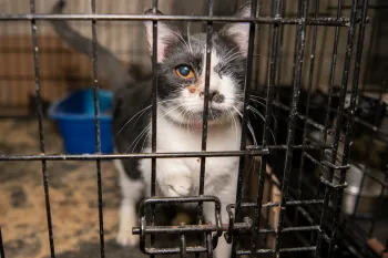 Injured cat in a dirty cage found at a TX home