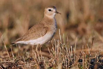 Mountain plover bird standing on grass