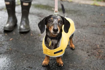 Disaster prep Leo dog Small dog wearing a rain jacket