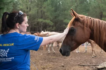 Animal Rescue Team's Jessica Johnson with horses from a rescue in Texas