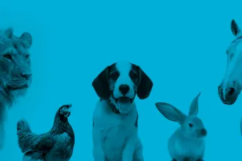 lion, chicken, dog, rabbit, and horse collage