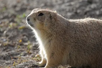 Prairie dog in a field
