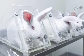 Three rabbits in restraints in animal testing lab