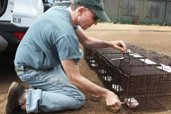 Neighborhood Cats’ Bryan Kortis putting food in cages.