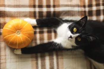Black and white cat lying on plaid blanket holding a pumpkin. 