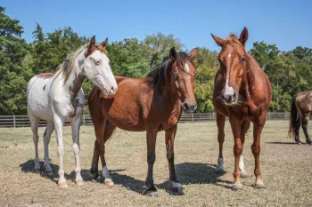 Three healthy horses, thrive after being rescued