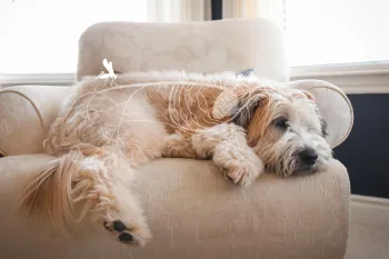 Photo illustration showing a dog affected by heartworm
