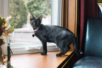 Portrait of Tiny Tina the cat standing near a window in her new home