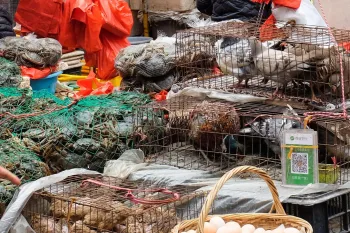 Live animals in cages at a wet market in China