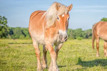 Horses in field with blue sky